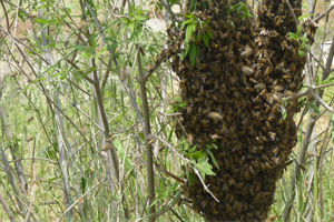 Türk Balı İhracatından Tatlı Gelir Elde Edildi