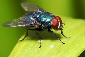 Sivrisineklere Karşı Askeri Radar Teknolojisi