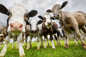 Hayvan İthalatına Kontrol Belgesi Geldi