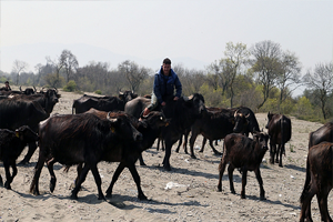 Mandalar Havaların Isınmasıyla Birlikte Doğaya Bırakıldı