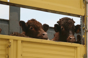 250 Bin Damızlık Düve Başvuruları Başladı