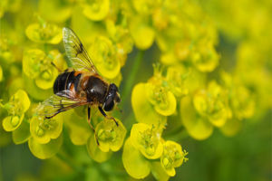 Antalya Bombus Arı İhracatında Başkent