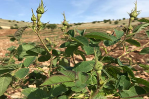 Ünlü Sanatçı İlk Mahsulünü Aldı