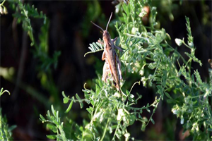 Çekirge İstilası Çiftçileri Mağdur Etti