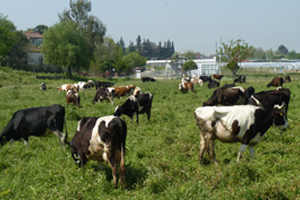 TARSİM den Hayvancılığa Destek