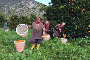 Transit Yol Projesi 20 Bin Ağaca Zarar Verecek