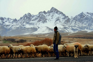 6 Bin Lira Maaşla Çalışacak Çoban Bulamıyorlar