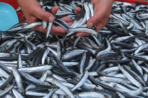 Balıkçılar Son 10 Yılın En Kötü Sezonunu Yaşıyor