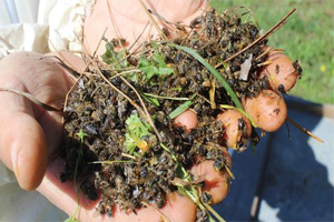 Bursa da Arı Ölümleri Artarak Devam Ediyor