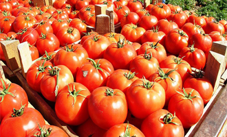 Rusya Domates Sınırlamasını Kaldırdı