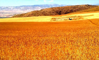 Türkiye deki Mısır ve Arpa Yurt Dışındakinden Daha Cazip Olacak