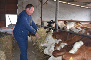 Süt Fiyatları Artınca Dişi Hayvan Kesimleri Azaldı