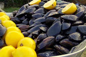 1 1 Ton Kaçak Midye Ele Geçirildi