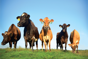 Hayvancılıkta Hedef Net İhracatçı Ülke Olmak