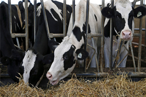 İnekler İçin Kuran ı Kerim Dinletisi Önerisi