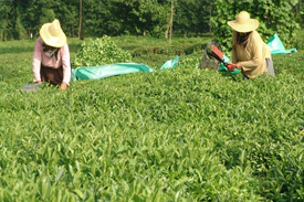 Çay Üreticisine 164 Milyon 530 Bin Lira Hibe