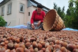 Fındık Üreticilerine Ödemeler Başladı