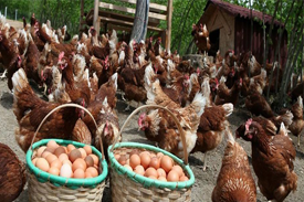 Kırsal Kalkınma Hibelerine Başvuru Süresi Uzatıldı