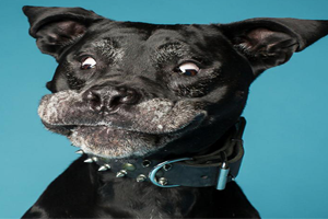 Hayvanınızın Burcunu Hiç Merak Ettiniz mi