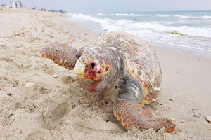 Caretta Carettalar Kıyıya Vurmuş Halde Bulundu