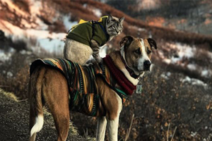 Doğasever Kedi ile Köpeğin Herkesi Şaşırtan Yol Arkadaşlığı