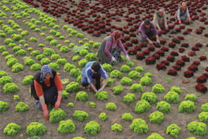 Bayraktar Çiftçi Bu Ülkenin Temel Direğidir