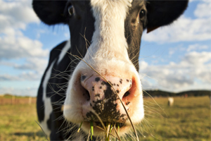 Çiğ Süt Prim Destekleri Arttı