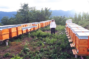 Arıcılık Desteklemeleri Devam Ediyor