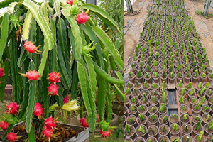 Tayland da Tattığı Meyveyi Aydın da Yetiştirmeye Başladı