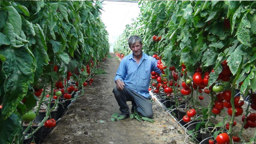 Jeotermal Enerji İle Seracılığa Başladı