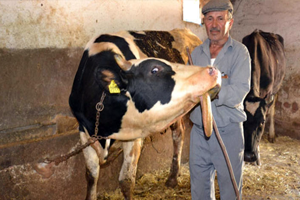 Çenesiz Dana Görenleri Hayrete Düşürdü