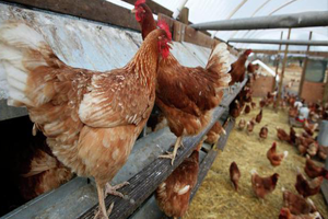 Tavuk Üretimi Yüzde 80 Azaldı Fiyatlar 2 Katına Çıkabilir