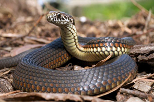 anneden gecen yilan zehri bebegi