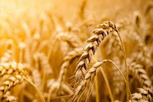 Bitkisel Üretim Kötüye mi Gidiyor