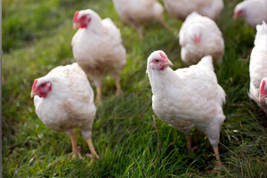 BESD BİR Başkanı Dr Said Koca Tavuk Üretimi İddiasını Yalanladı