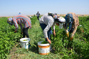 Bitkisel Üretimde 2018 de de İthalat Devam Edecek