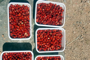 Dağlarda Yetişiyor Kilosu 100 Liradan Yok Satıyor