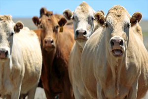 Polonya dan Hastalıklı Et İthal Edilmiş Tahlil Raporları Yabancı Dildeydi Anlamadık