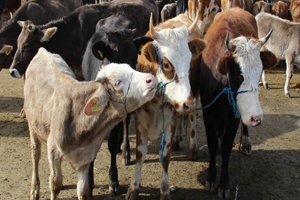 Bakanlık Deli Dana ve Scrapie Hastalığını Tazminat Kapsamına Aldı