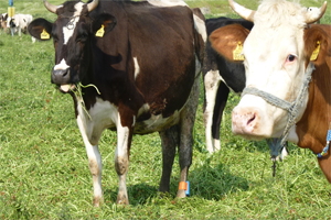 İrlanda dan 2 Bin Sığır Geliyor