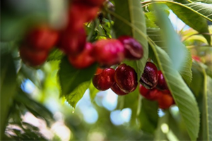 Türk Kirazı Çin e Gidiyor