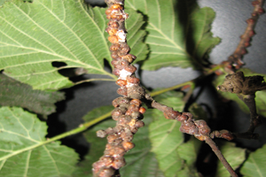 Fındıkta Kahverengi Koşnil Zararlısına Dikkat