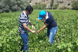 Giresun un 3 Coğrafi İşaretli Ürünü Çamoluk Şeker Kuru Fasulyesi Oldu