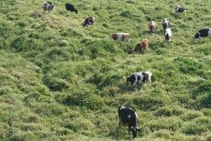 İthalat Yerine Yerli Üretime Destek Zorunludur