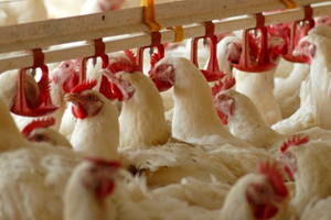 Tavuk Çiftlikleri Üretimi Durdurma Kararı Aldı