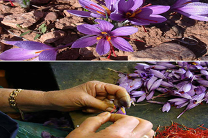Yiyeceklerin Nasıl Büyüdüğüne Dair Hiçbir Fikriniz Olmadığını Gösteren 15 Çarpıcı Fotoğraf