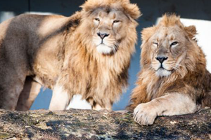 Almanya da Kırmızı Alarm Yırtıcı Hayvanlar Hayvanat Bahçesinden Kaçtı