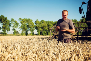 Buğday Ekim Alanları Azalıyor