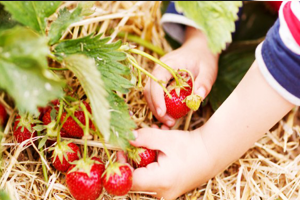 Türkiye de Organik Gıda Patlaması