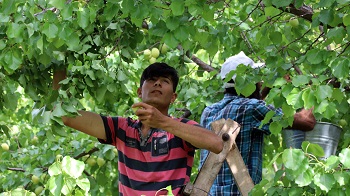 Sarı Elmas ta İlk Hasat Yapıldı